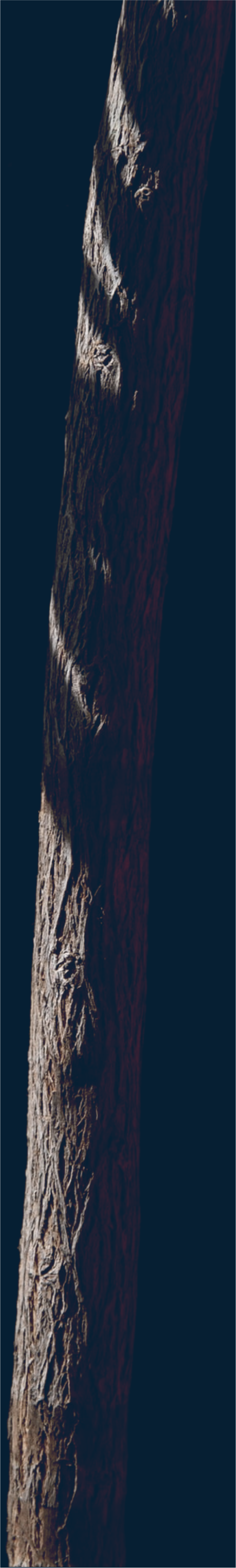 trees