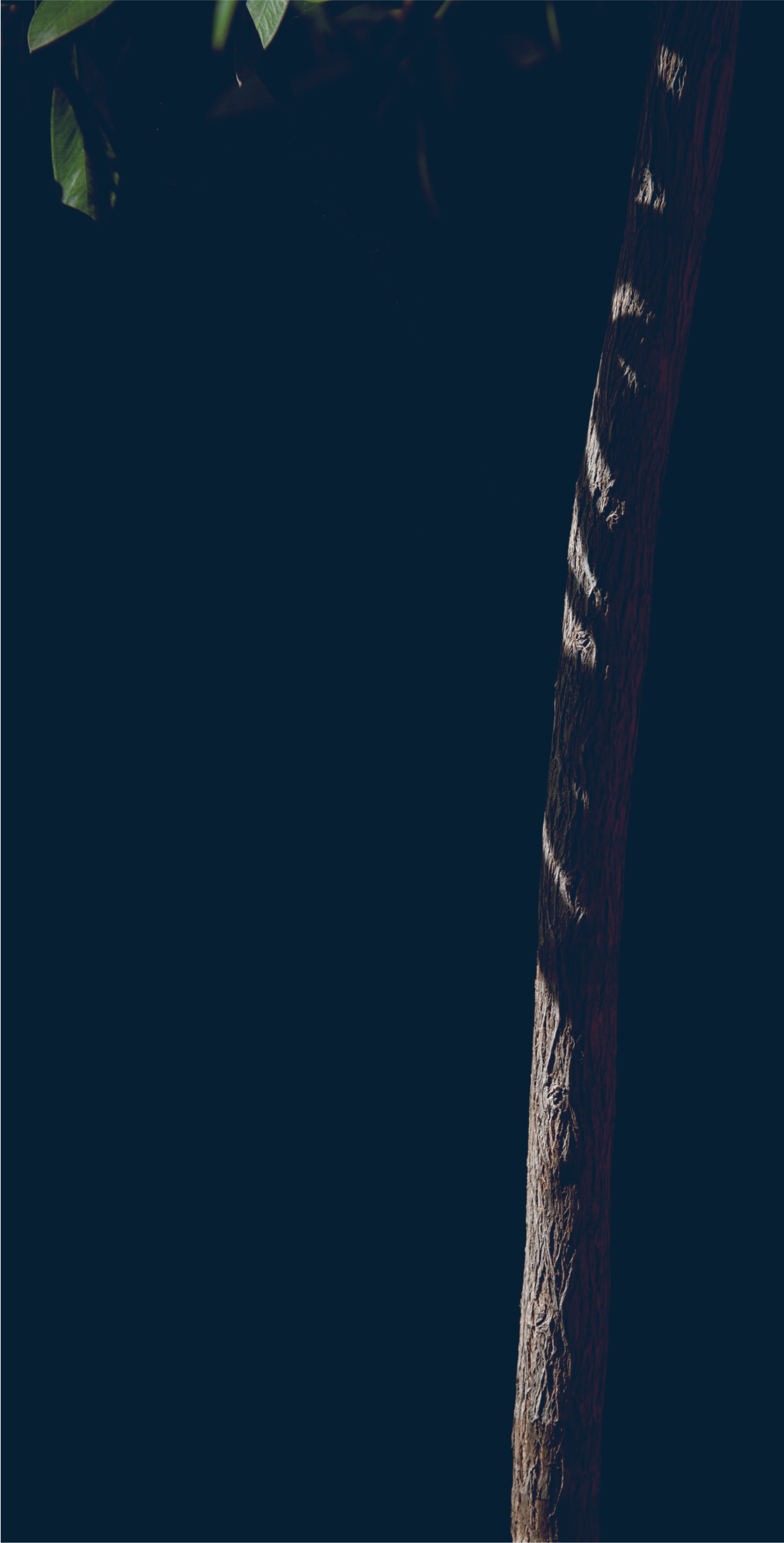 trees